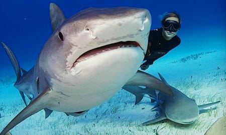 Shark Research Snorkel One Ocean Tour Diving