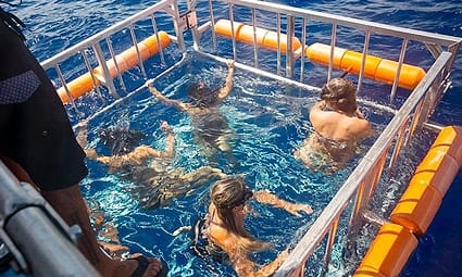 Shark Dive Haleiwa Shark Tours