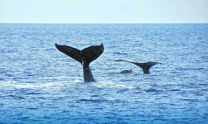Snorkel & Whale Watching Cruise Ocean Joy Cruises