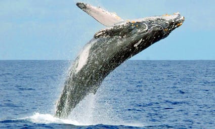 Snorkel & Whale Watching Ko Olina Ocean Adventures